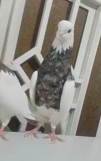کبوتر شکلاتی نسل دورنگ