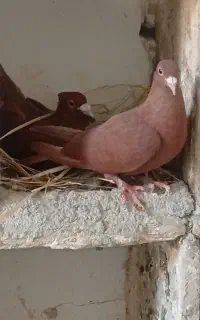 چهار جفت گلی