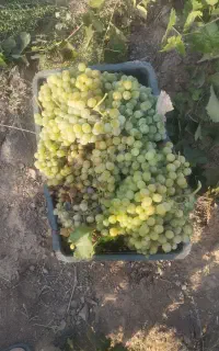 انگور