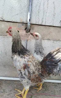 جوجه مرغ ۵ ماه به بالا