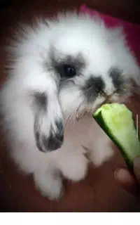 خرگوش لوپ