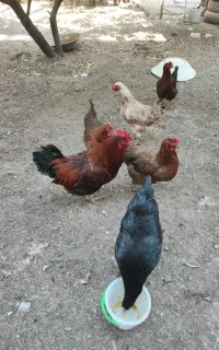مرغ تخمگذار