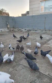 کبوتر فروشی