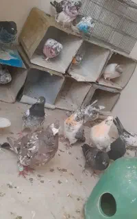 کفتر خال قدیم به شرت