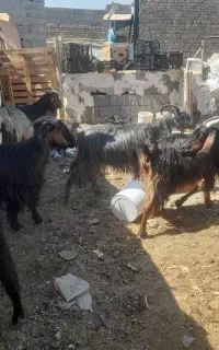 بز جهت گوشت  قربانی .همراه با ذبح بره میش