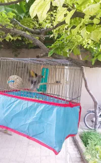 سهره