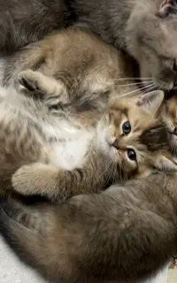گربه بیریتیش