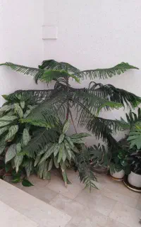 گل طبیعی و مصنوعی
