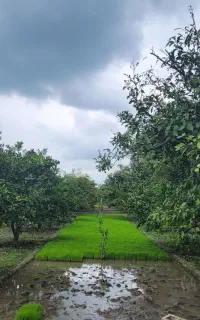 نشای برنج طارم هاشمی اعلا ۱۵۰۰۰۰ هزار تومان
