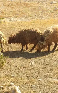 بره و کهره نر