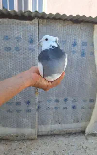 کبوتر