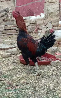خروس لاری
