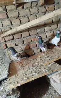کبوتر مسابقه ای ۹ ساعت پرش