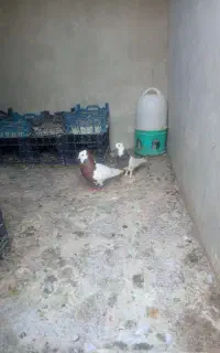 کبوتر