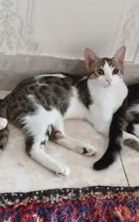 واگذاری گربه dsh