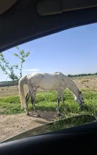 اسب نریون مناسب سواری ۴ساله