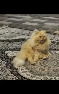 گربه نژاد پرشین