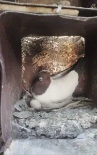 کبوتر نقابی،پرستویی