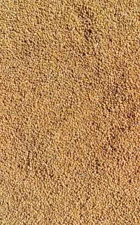 بزر یونجه درجه یک