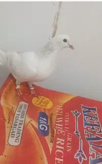 معاوضه با عروس یا کوتوله