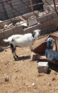 بز سبک وزن و چاق مخصوص قربانی