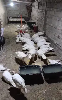 جوجه بوقلمون نیمچه نژاد بیوتی