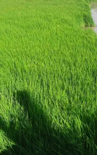 نشاء برنج