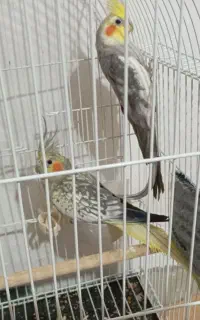 عروس هلندی
