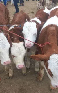 جنس خوب گوساله سمینتال پرواری و داشتی