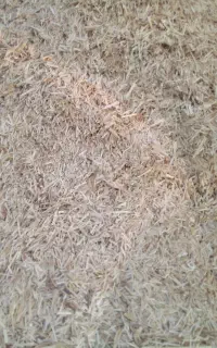 کاه کوبیده