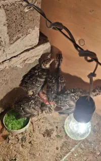جوجه بوقلمون برنز