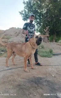 سگ سرابی
