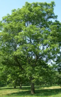 گردو تکان نصفه ای