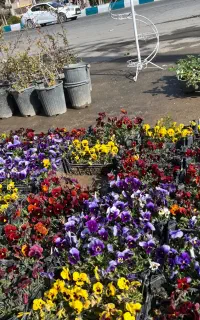 بنفشه پر گل اف یک ۸۵