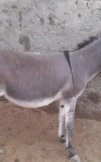 الاغ یا خر