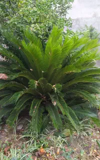سیکاس