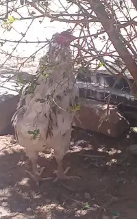 خروس گلین