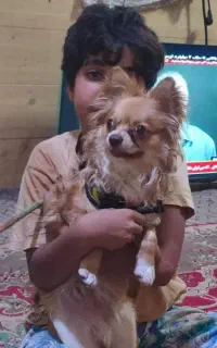 گمشده