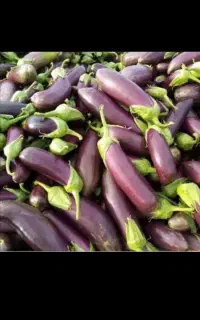 فروش  بادمجان ابرقو