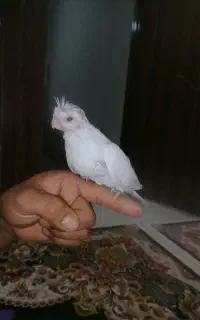 عروس هلندی