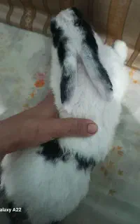 خرگوش