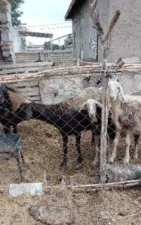 گوسفند
