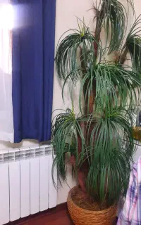 درختچه مصنوعی