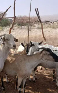 فروش بز گوسفند