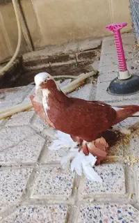 کبوتر