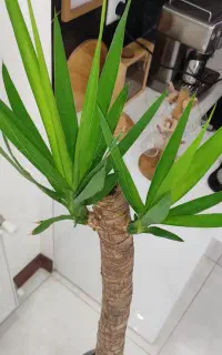 درختچه طبیعی یوکا تنه دار گلدان سرامیکی
