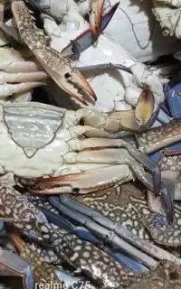 صید الان مشتا