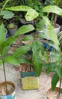 نهال انبه پاکستانی