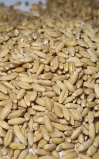 گندم دیم.ذرت .جو.سبوس.سویا