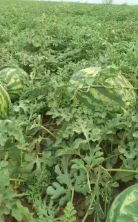 هندوانه فوق سوپردرجه یک،رزن روستای یوشانلو